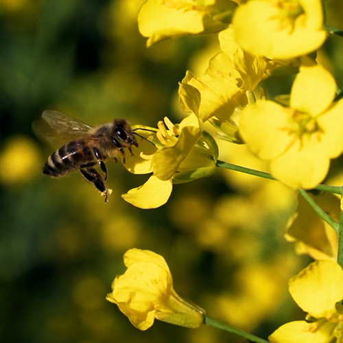 Biene an gelber Blüte