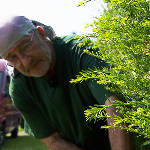 Mann mit Brille im grünen T-Shirt guckt in eine Hecke