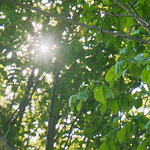 Sonne funkelt durch Baumkrone zwischen den Blättern hervor